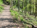 forest woodland slope next to path