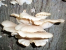 funghi funghi on tree 1