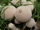 funghi funghi white p1020617