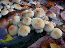 funghi mushrooms on leaf litter
