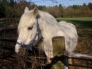horses white horse in field 2