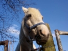 horses white horse in field closeup 3