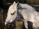 horses white horse in field closeup 4