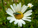 insects green insect on large daisy p1050878