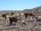 llama alpaca llama herd grazing p1000408 b