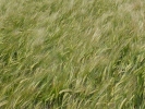 nature misc barley field green p1040197