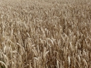 nature misc wheat field yellow p1040265