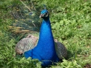 peacocks peacock 3