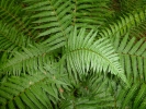 plants fern p1000130