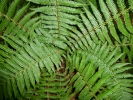 plants fern p1000131