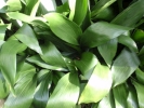 plants leaves closeup 3