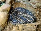 reptiles coiled snake p9030162