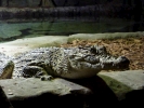 reptiles crocodile p1080403 s