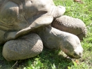 reptiles giant tortoise p1020575 b