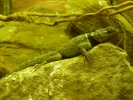 reptiles lizard p1070953 s