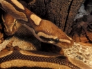 reptiles snakes closeup 1