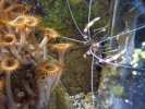 sealife anemone p1080352 s
