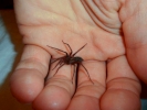 spiders black house spider on hand 8