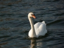 swans swan p1030356