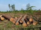 trees logging p1030779