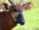 zoo antelopes p9030159