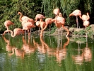 zoo flamingos p9030013