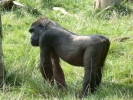 zoo gorilla p1020431 b