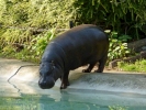 zoo hippo dwarf p1070948 s