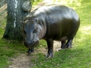 zoo hippos p1040721