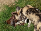 zoo hunting dog eating meat p1020616 b