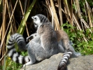 zoo lemurs p1040635