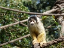 zoo monkey p1020455 b
