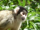 zoo monkey p1020459 b