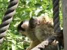 zoo monkey p1020461 b