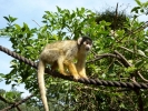 zoo monkey p1070805 s