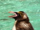 zoo penguin head closeup p1020546 b
