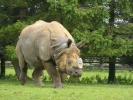 zoo rhinos p1040565