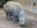 zoo rhinos p1040743