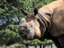 zoo rhinos p9030079