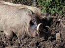 zoo warthog closeup of head p1020485 b