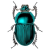 scarabe beetle