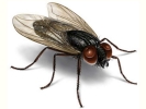 housefly large 1024x768