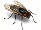 housefly large 800x600