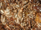maggots decomposition 1 1024x768