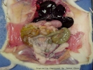 rat internal organs dissection closeup large 1024x768