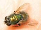 green bottle fly medium