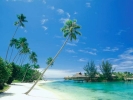 beach tropical palm trees 800x600