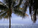 palm trees sea 800x600