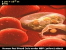 blood cells hiv attack med 800x600