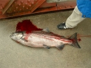 king salmon bleeding on path large 800x600